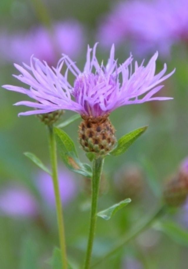 Centaurea nigrescens / Fiordaliso nerastro